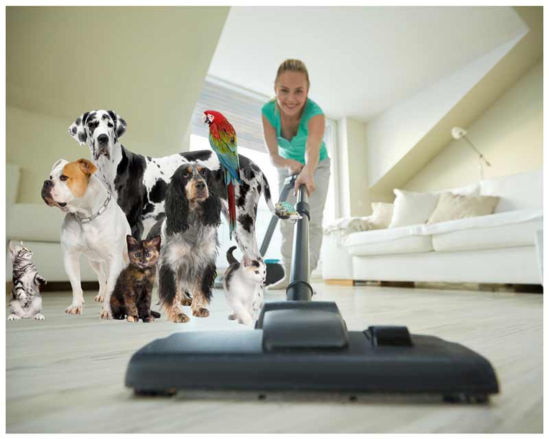 Best Vacuum For Pet Hair Buying Guide Pet Hair Vacuum Reviews